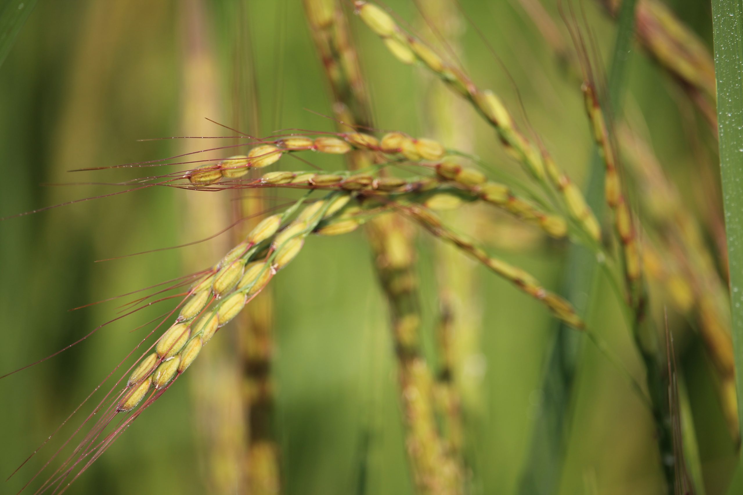 Dettaglio in campo di alcune spighe di Carnaroli in fase di maturazione