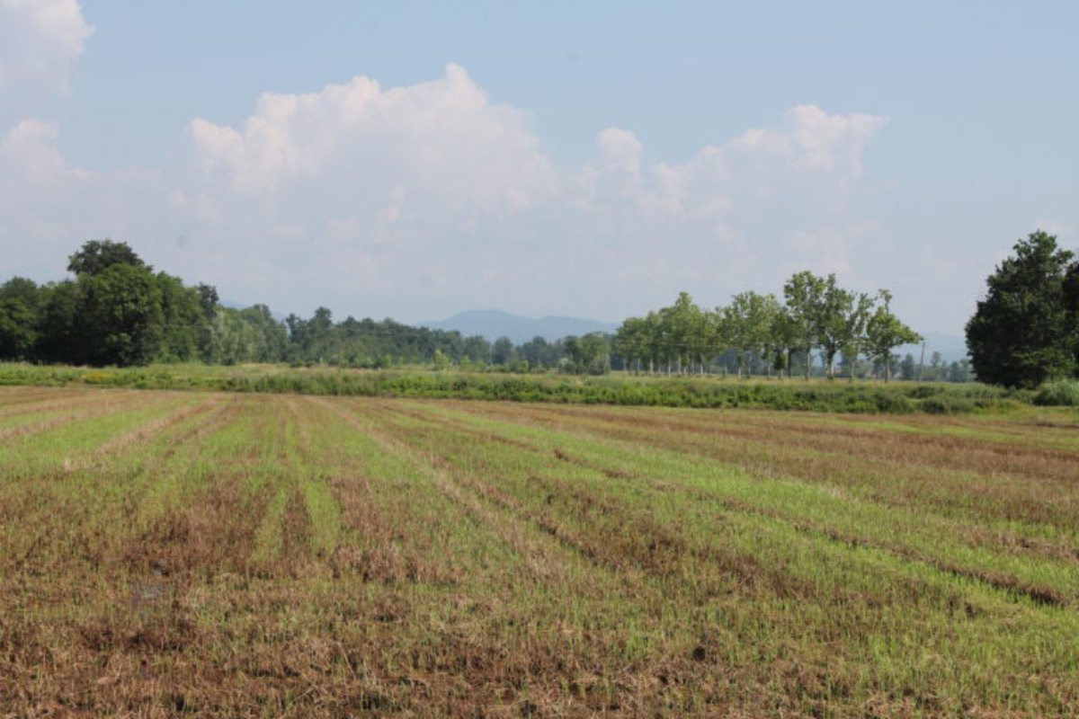 riso-da-agricoltura-bio-biologica